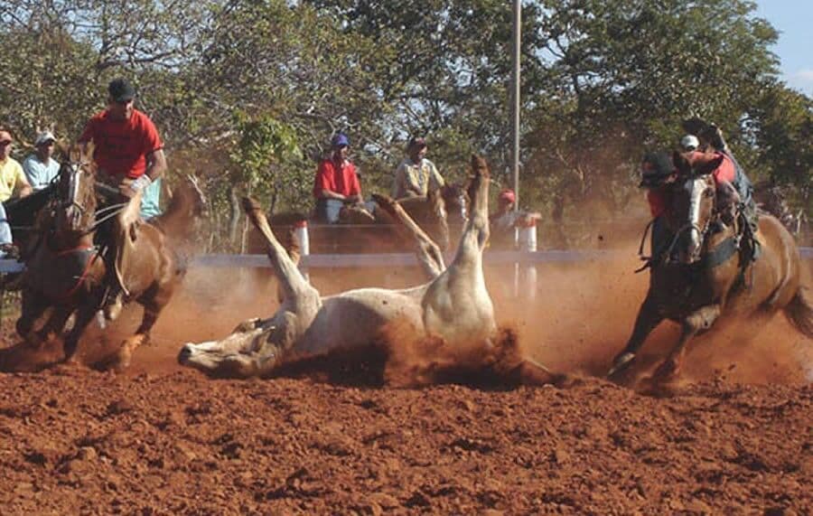 OAB-PB desautoriza sua própria Comissão a se manifestar sobre vaquejada