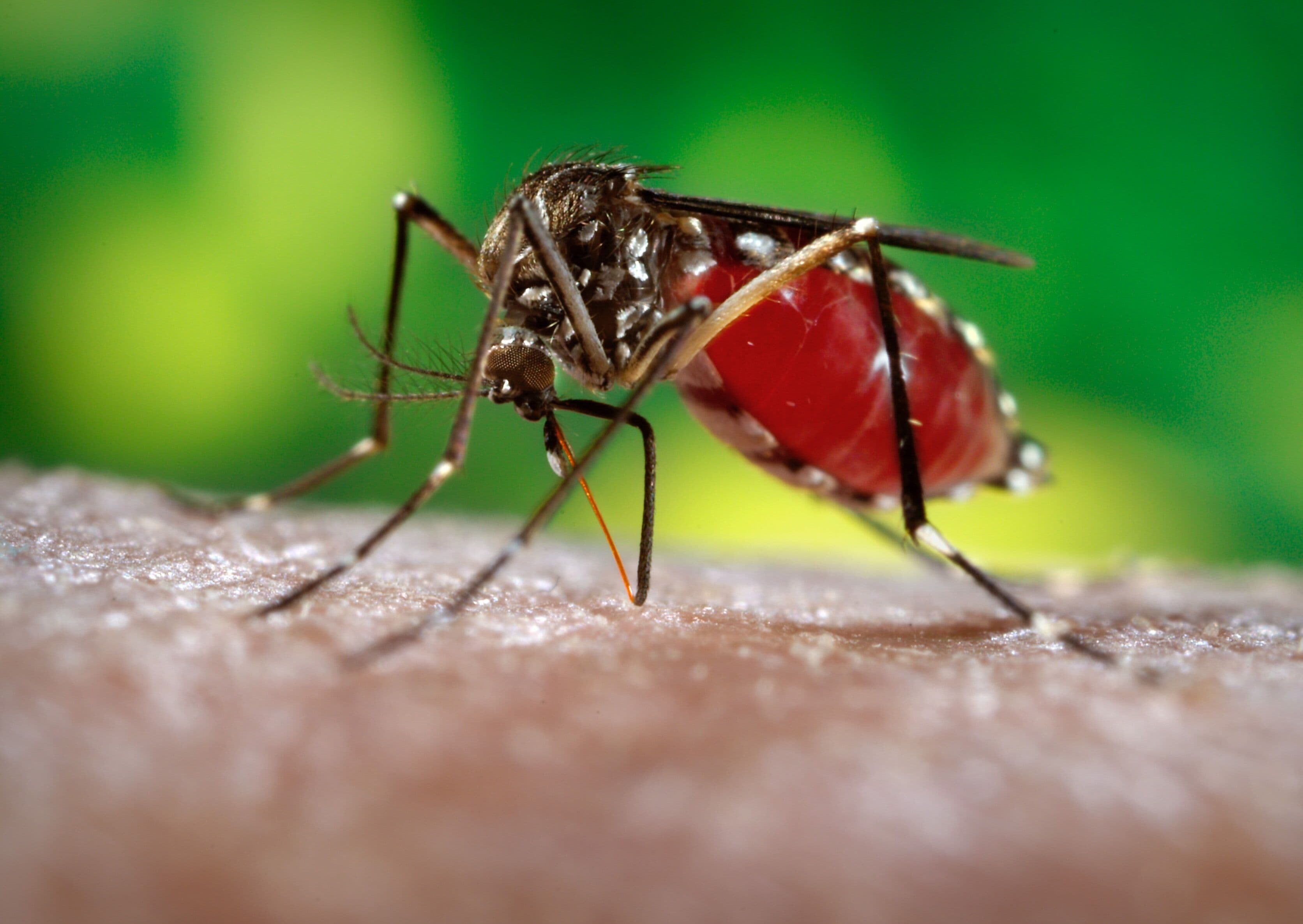 Comissão Europeia dá 10 milhões de euros para financiar investigação contra Zika vírus
