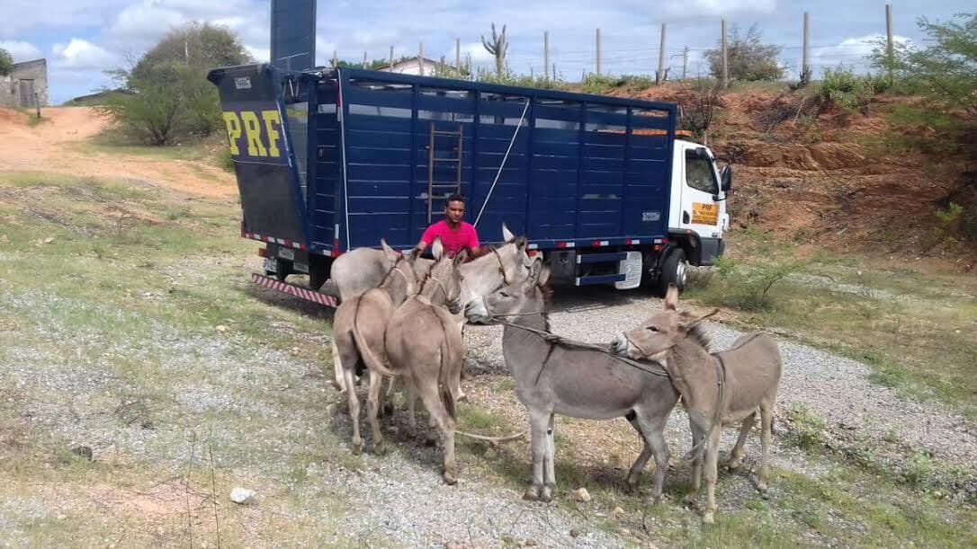 PRF apreende 393 animais nas rodovias neste ano; em 2015, provocaram 150 acidentes
