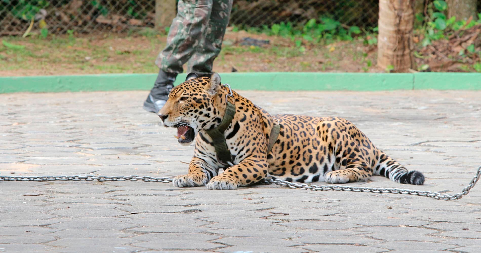 Onça-pintada exibida em passagem da tocha é sacrificada após fuga