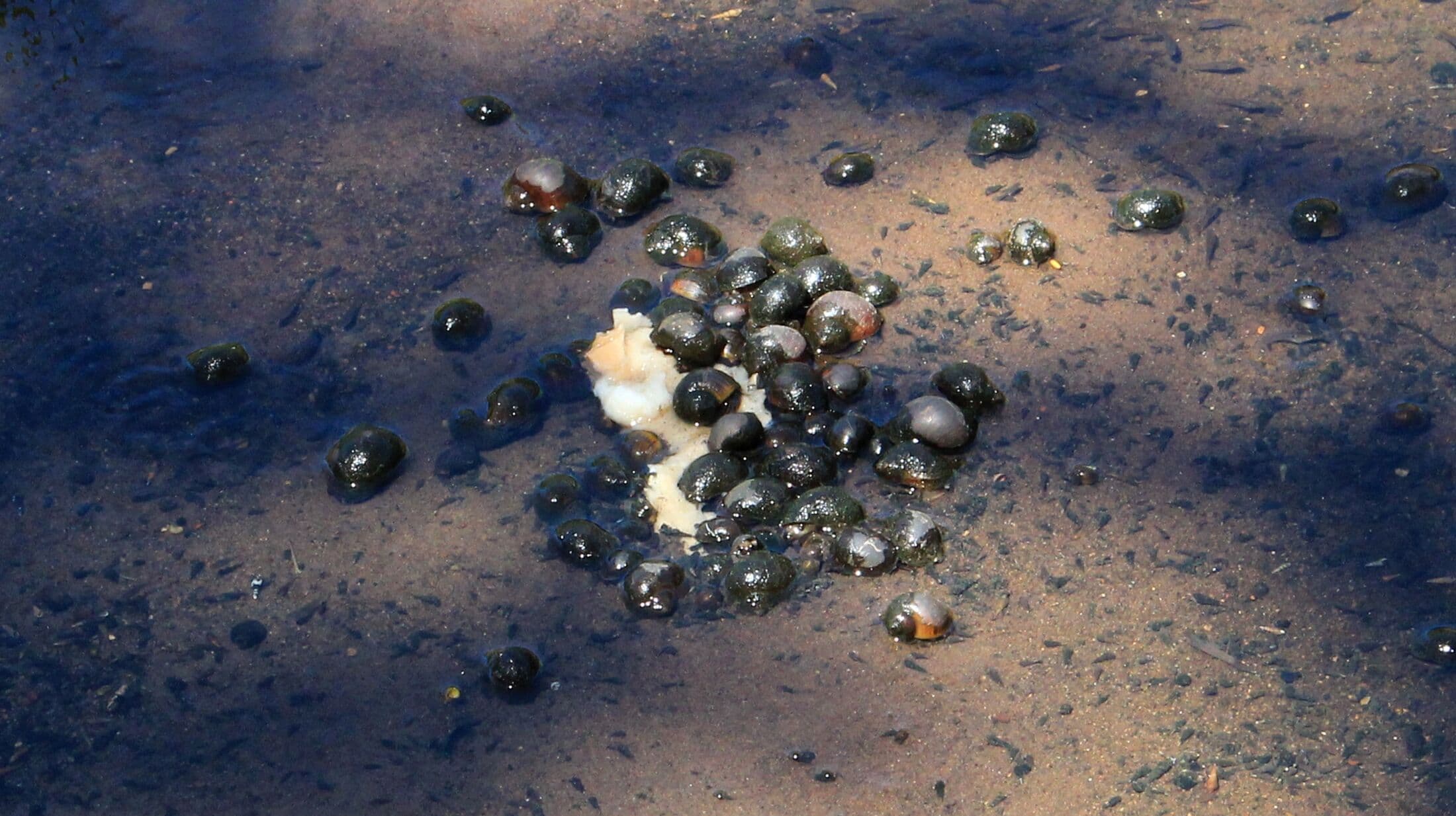 Ibama realiza vistoria em Canal de Manaíra na tarde de hoje