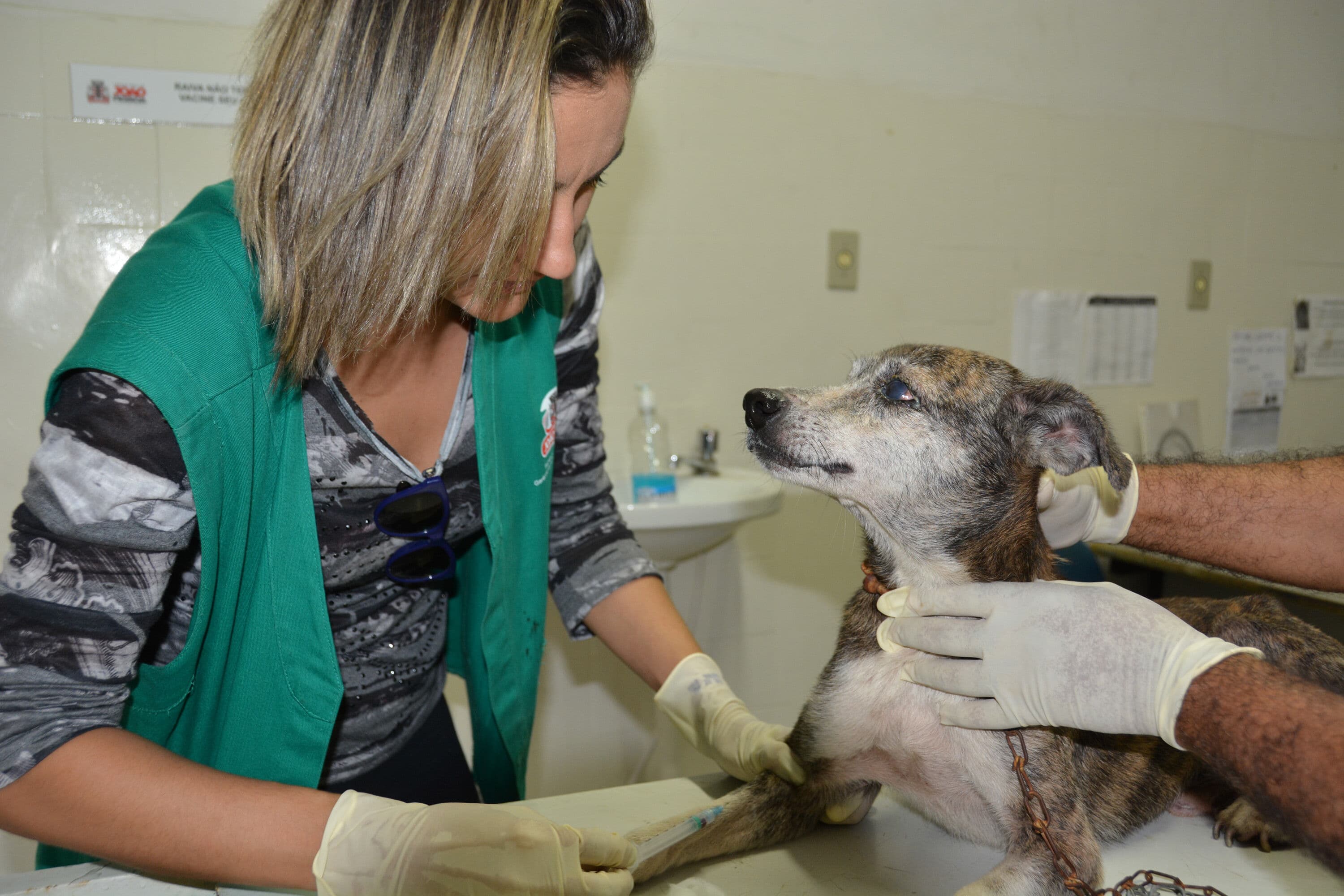 Calazar preocupa Centro de Controle de Zoonoses de João Pessoa; já são 300 casos este ano