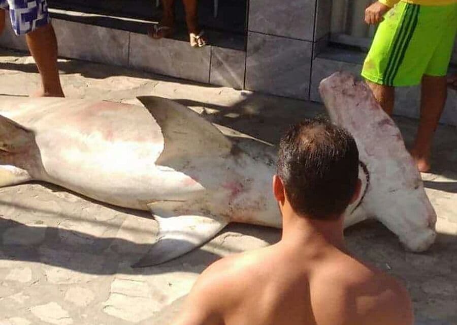 Pescador captura tubarão martelo na praia de Lucena