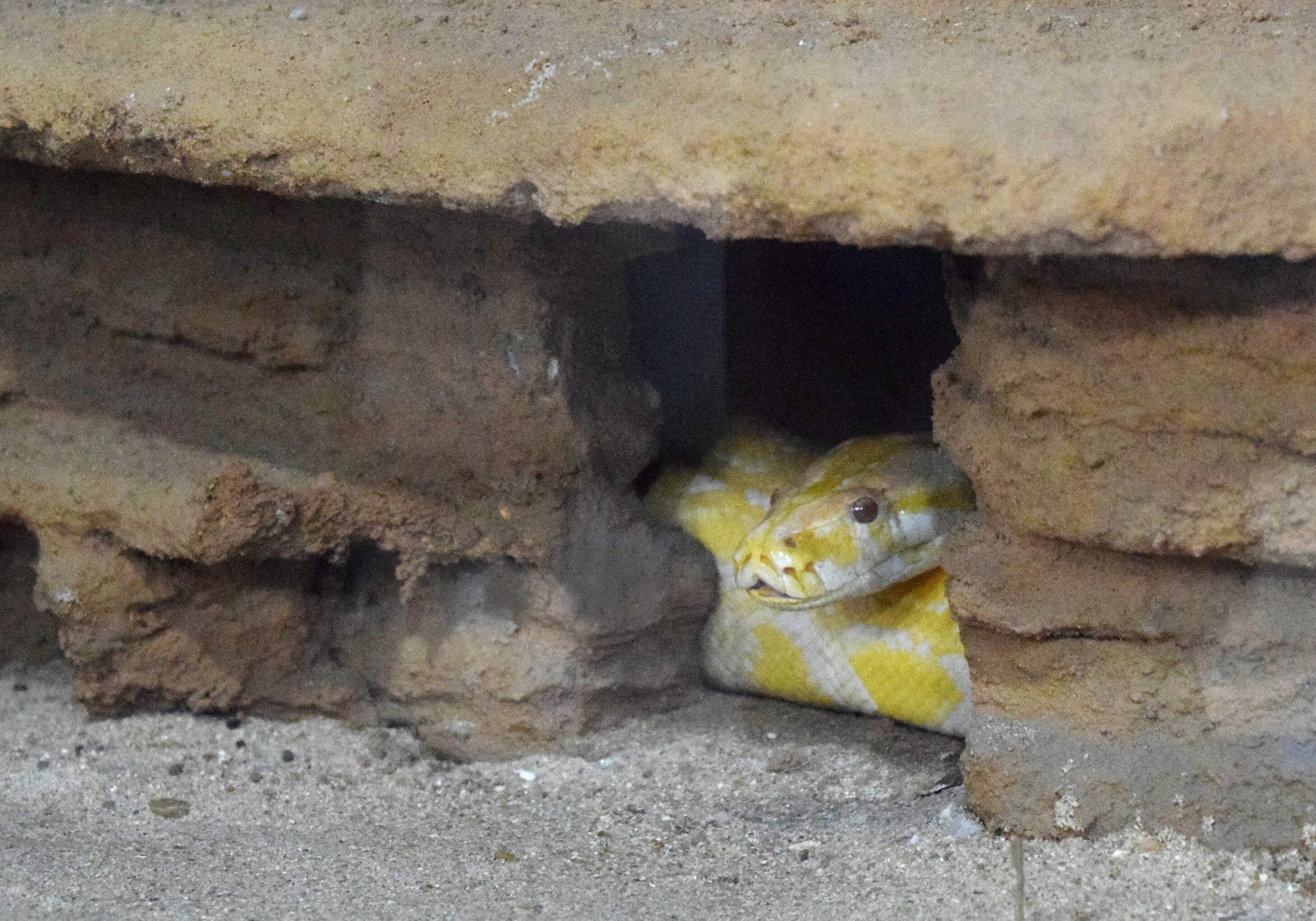 Bica coloca à visitação pública píton albina