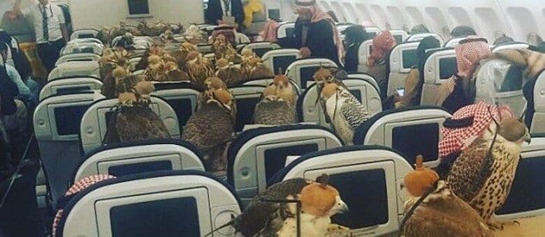 Príncipe árabe freta avião para levar seus falcões