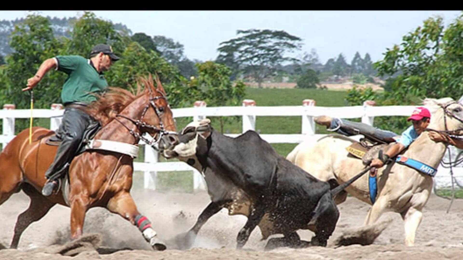 Senado deve votar hoje PEC que legaliza a vaquejada