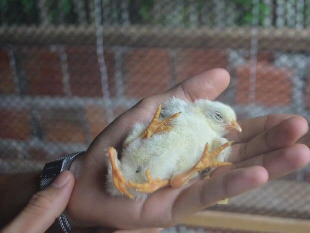 Pinto nasce com quatro patas e chama atenção no interior do Acre