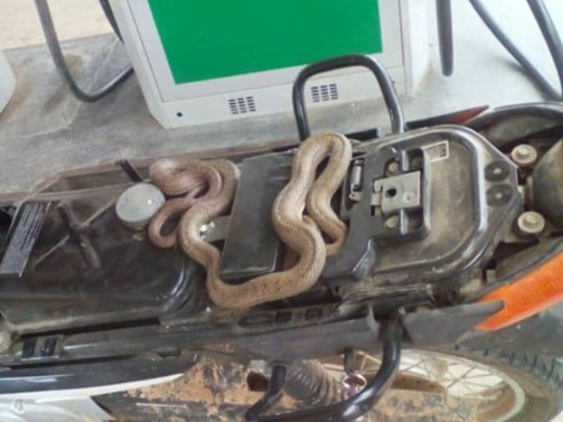 Jovem se assusta ao descobrir que carregava cobra de dois metros em cidade do Sertão