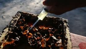 Soro contra veneno de abelhas começa a ser testado em humanos