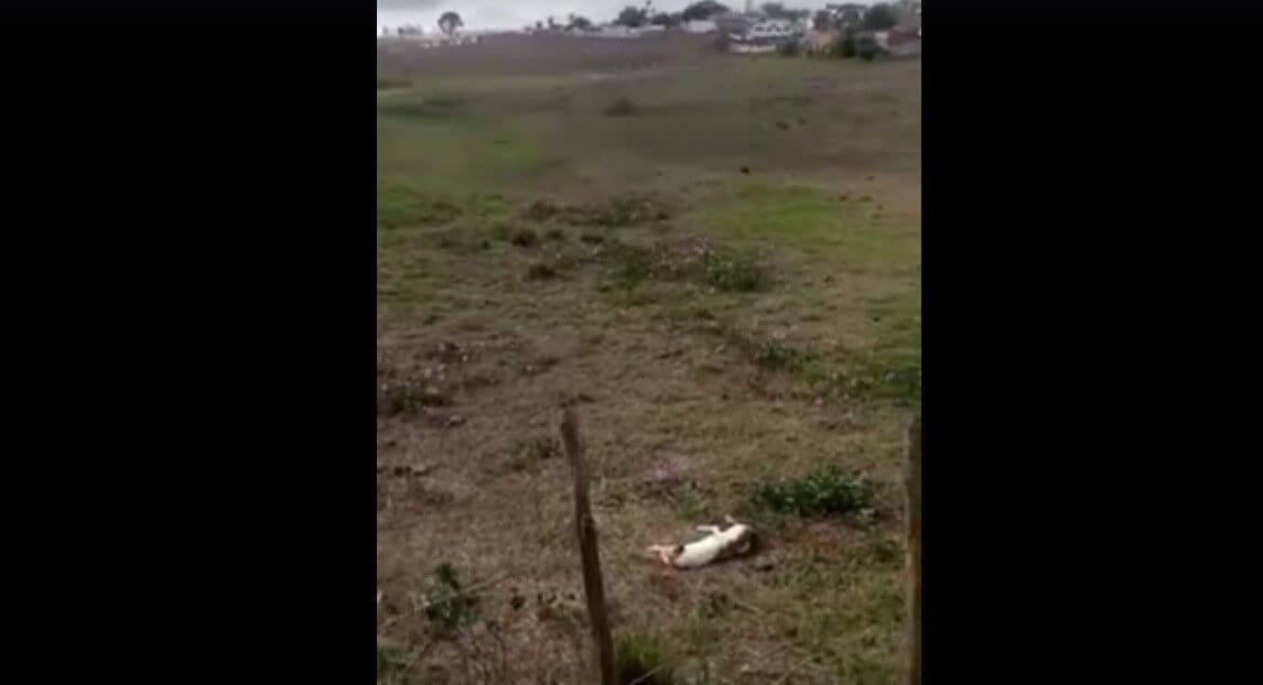 População denuncia matança de cachorros a tiros em sítio de Campina Grande
