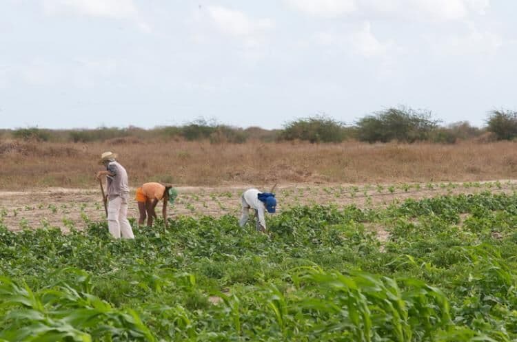 Governo da Paraíba destina mais de R$ 8 milhões para pagamento do Garantia-Safra a agricultores de 135 municípios