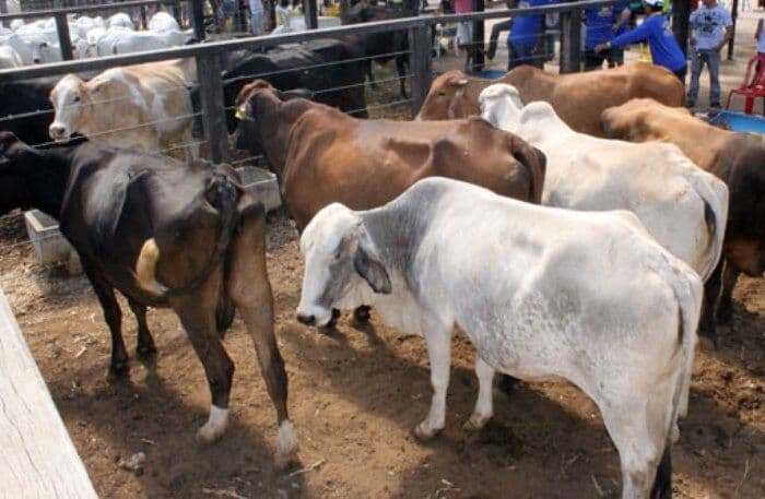 Governo abre 50ª edição da Expapi em Campina Grande