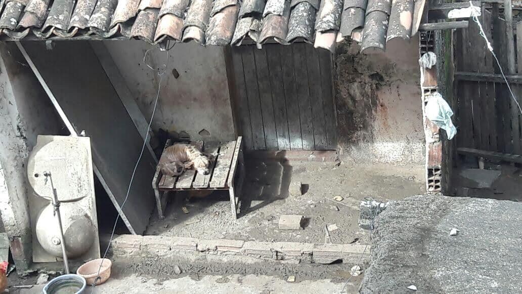 Moradores se mudam e abandonam cachorros sem comida em Bayeux