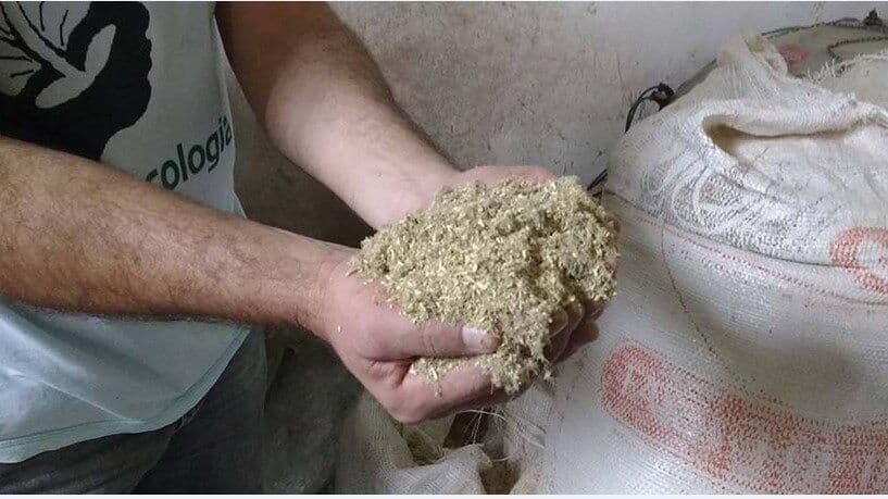 UEPB desenvolve técnica de alimentação de aves utilizando feno de feijão-guandu