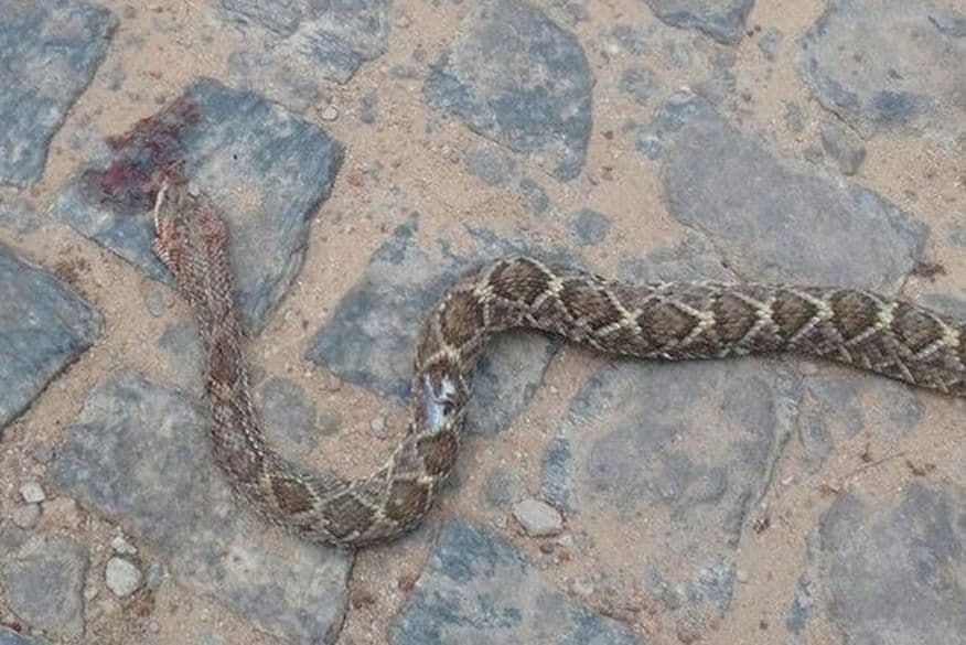 Vereador que matou cobra com mordida após receber picada recebe alta