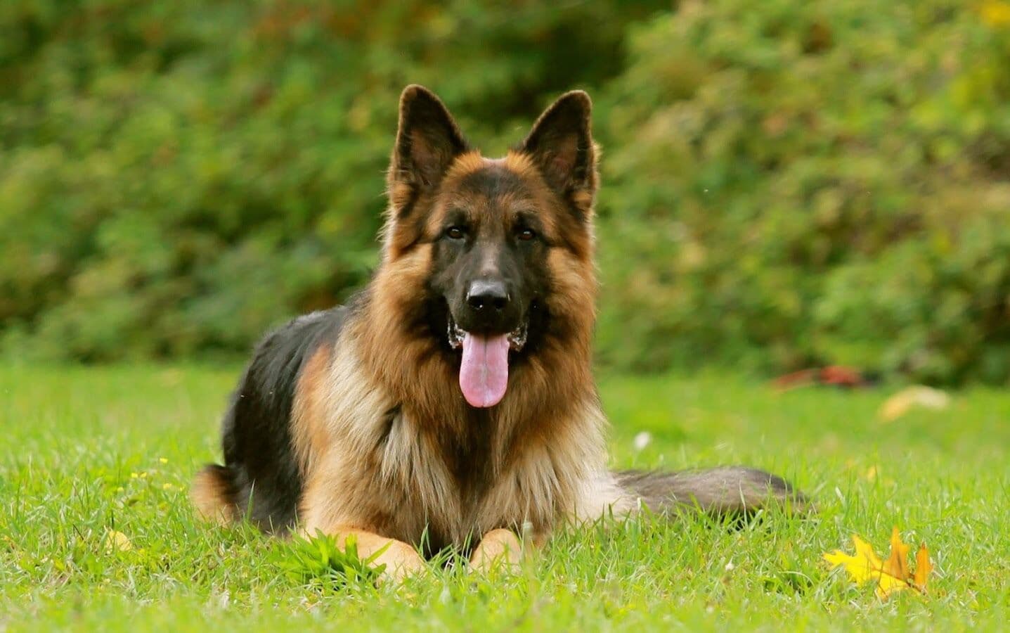 Dona de cachorro encontrado morto em JP vai responder por maus tratos, diz polícia