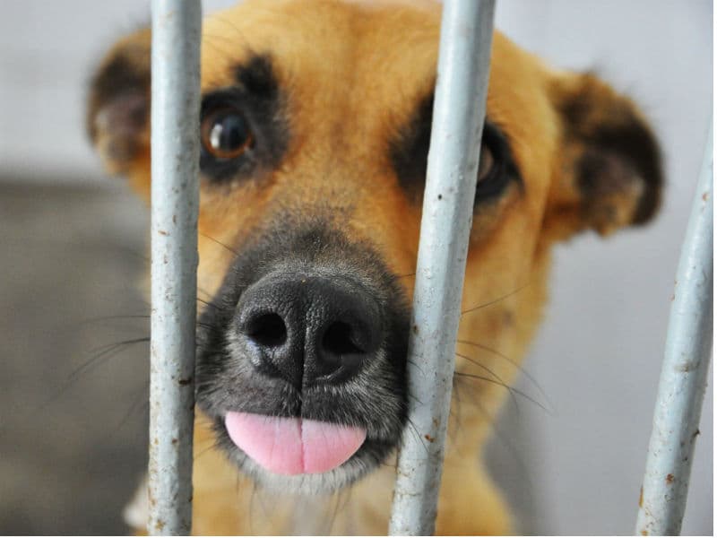 Zoonoses realiza ação para adoção de animais e prevenção de Leishmaniose na Lagoa