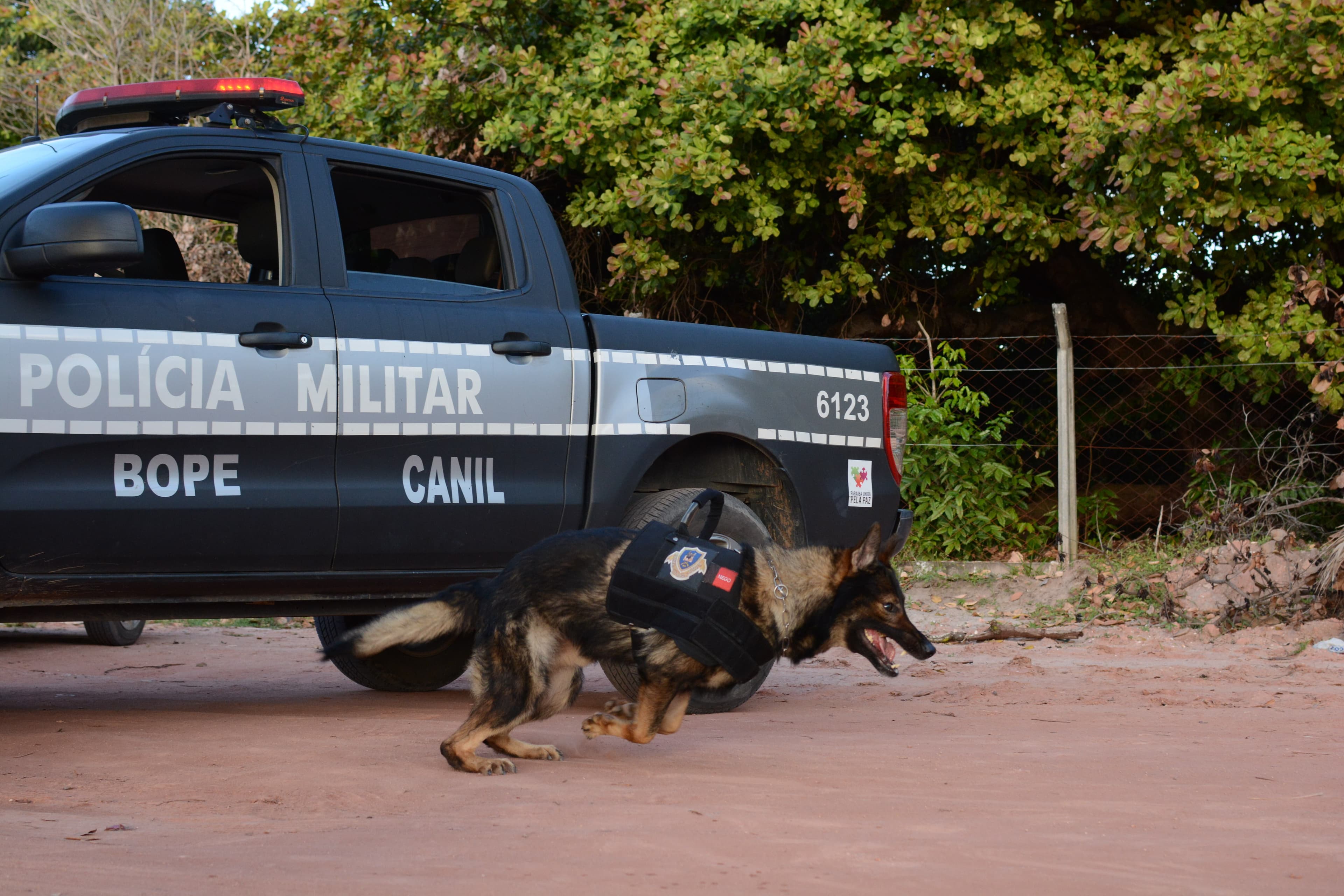 Cães farejadores serão usados nas operações de fim de ano na Paraíba