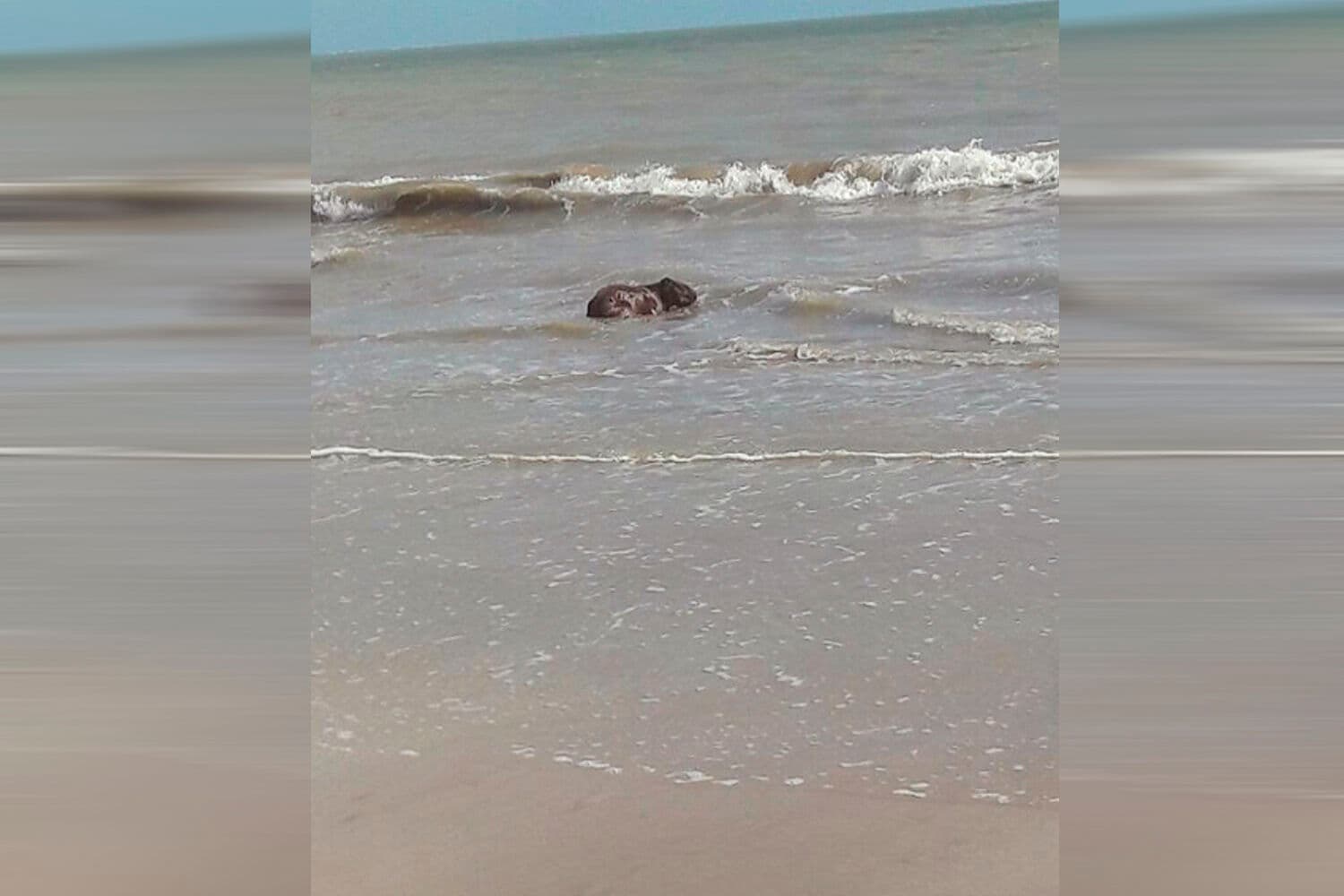 Capivara é resgatada após ser avistada nadando na Praia de Manaíra