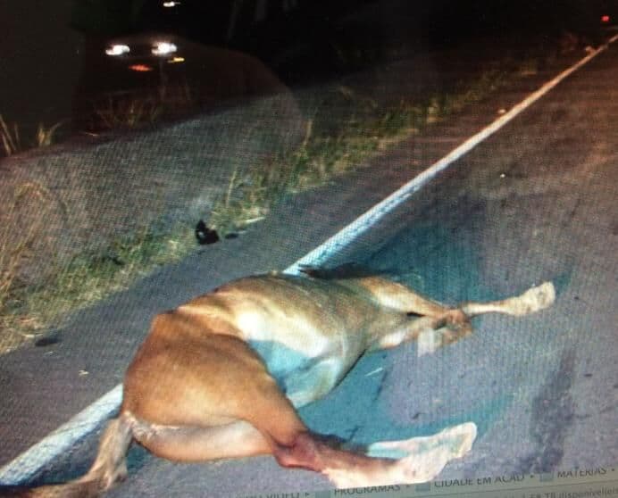 Motorista saiu ileso ao atropelar éguas na BR-101