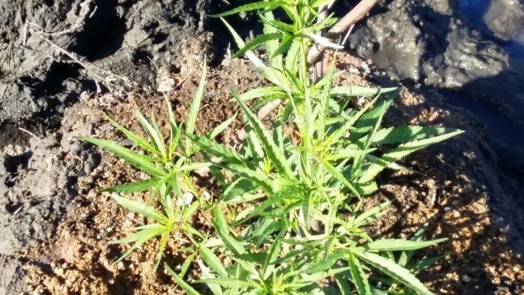 PM descobre plantação de 'maconha' em Jacumã e prende um homem