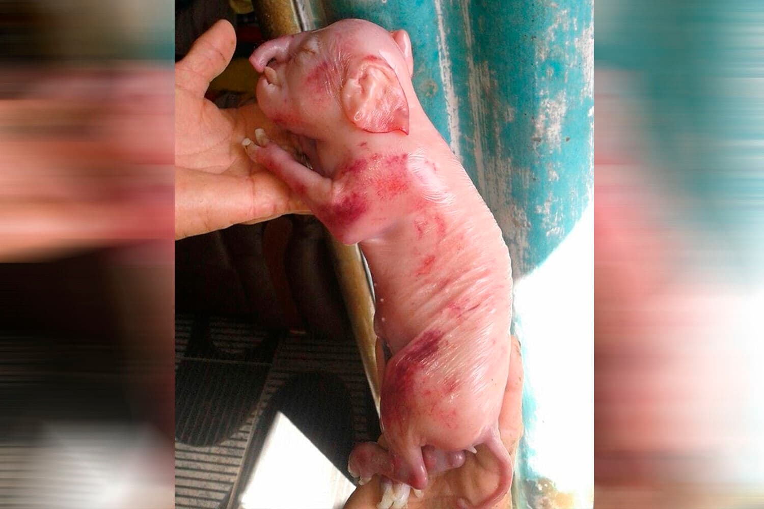 Porco nasce com "tromba" e chama atenção dos moradores em João Pessoa