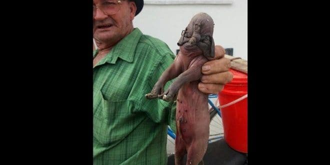 Nascimento de porco com tromba chama atenção de moradores do Sertão do Estado