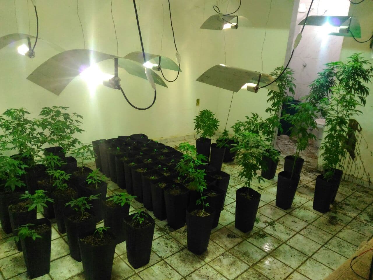 Polícia encontra casa com 140 pés de maconha em Santa Rita