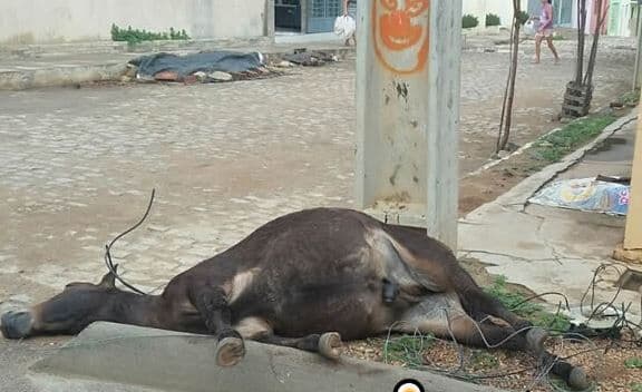 Energisa deixa fios soltos em poste e acaba matando animal que passava no local