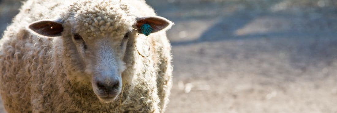 Bandidos roubam ovelhas após invasão a casa em Campina Grande