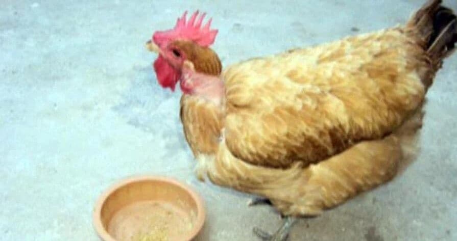 Polícia Civil prende Nego Delano, do caso da "galinha Rafinha"