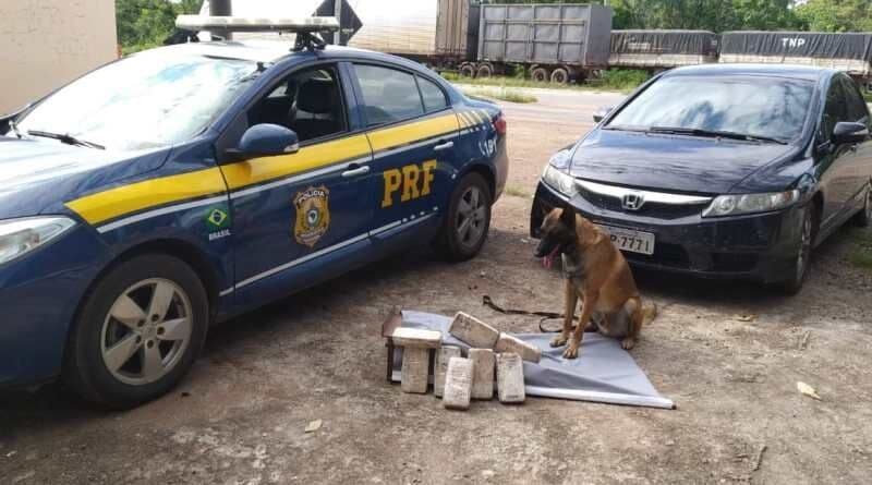 Cão farejador auxilia na apreensão de drogas no MT
