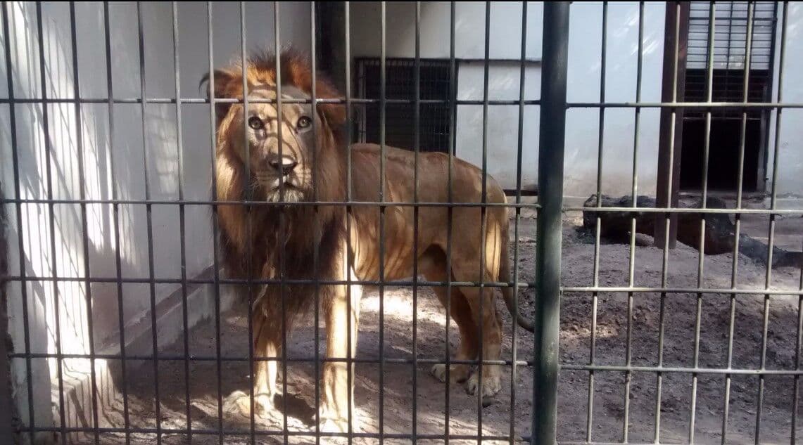 Direção divulga resultado da morte de Sadan e leão substituto pode chegar até janeiro