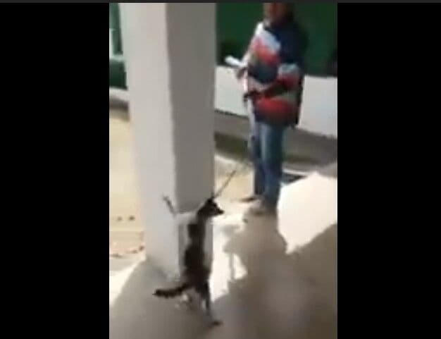 Homem é flagrado torturando gato até a morte e entidades de proteção animal registram queixa