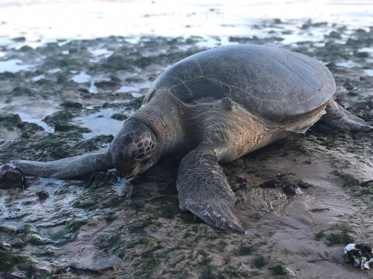 Tartaruga gigante é encontrada morta na praia do Cabo Branco