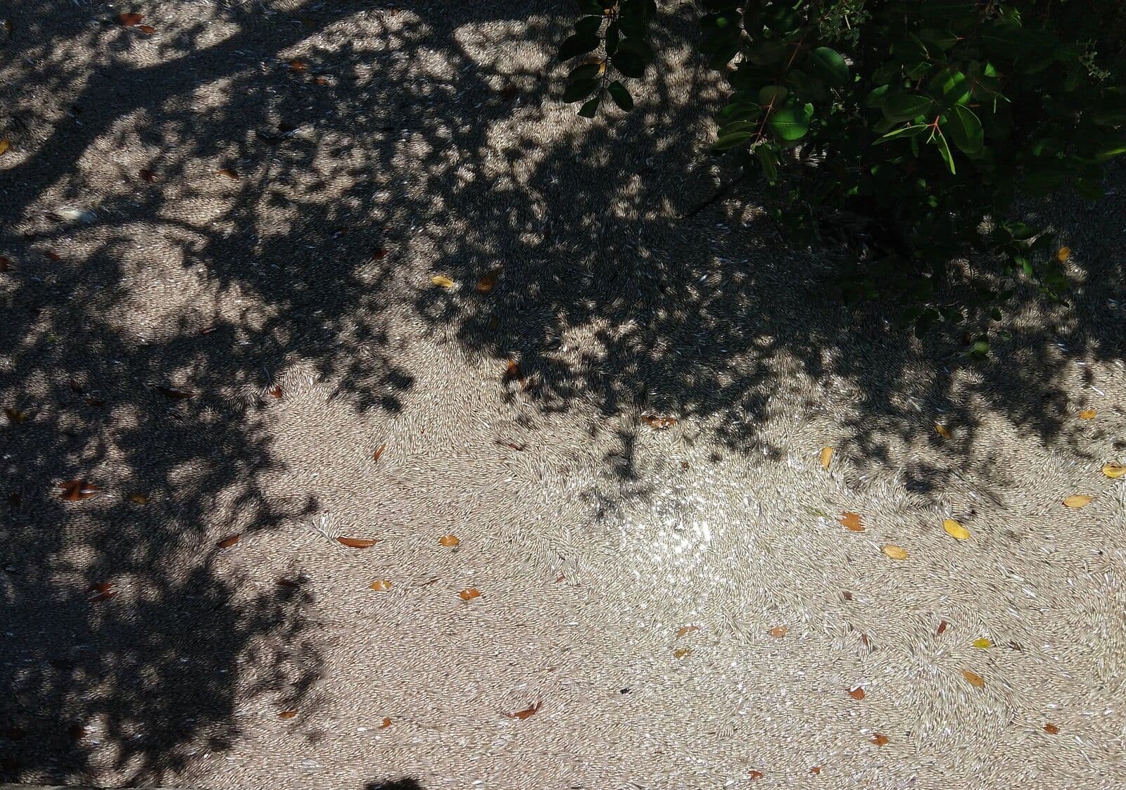 Atraso da água da Transposição provoca morte de milhares de peixes em Monteiro