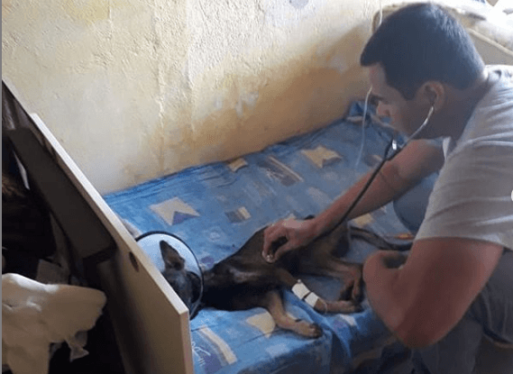 Cachorro esfaqueado pelo próprio dono não resiste e acaba morrendo