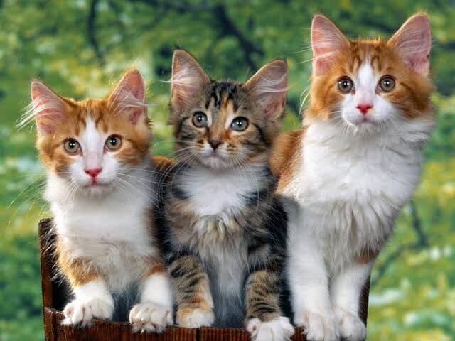 Polícia Civil da Paraíba investiga matança de gatos em Serra Redonda