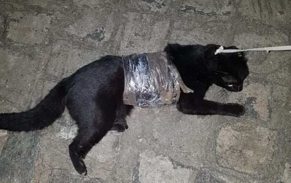 Gato é apreendido com drogas e carregadores de celular ao tentar entrar em presídio