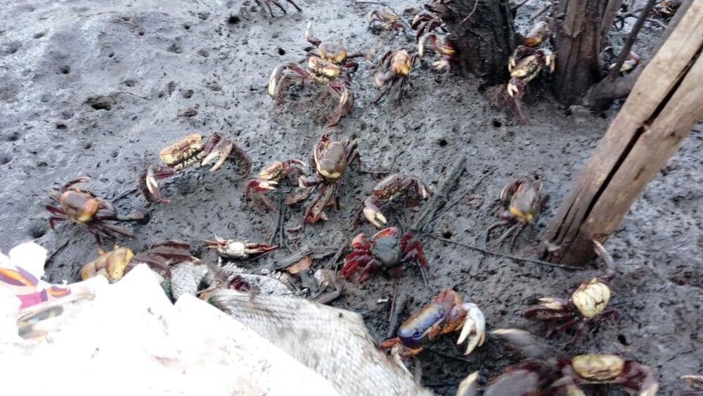 Ibama apreende 432 caranguejos em aldeia no município de Rio Tinto