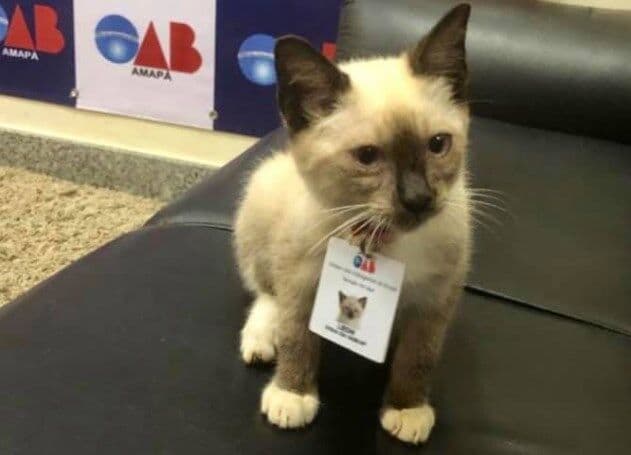 Filhote de gato salvo do frio e da chuva é adotado e vira 'vigia' em sede da OAB