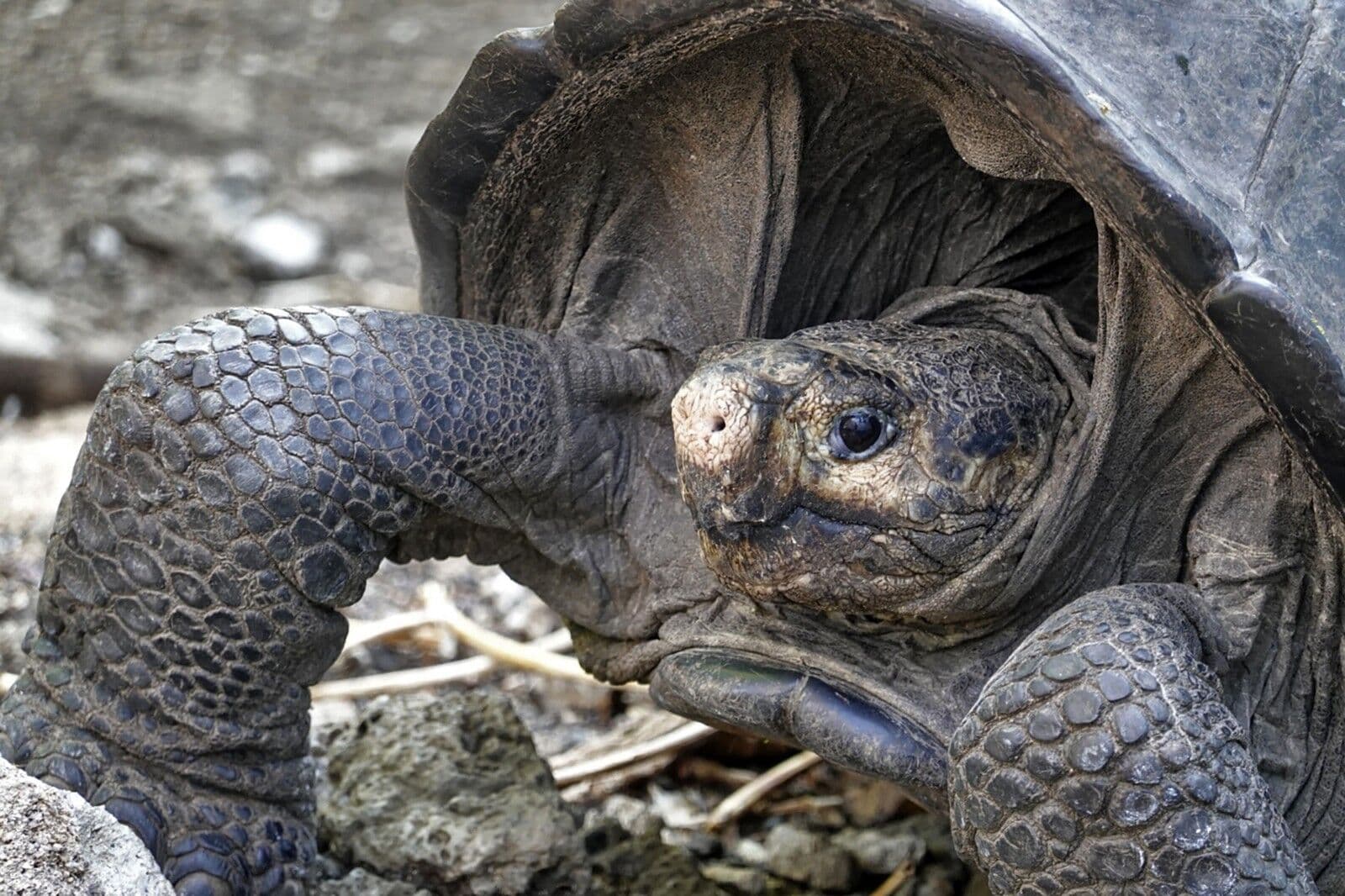 Tartaruga gigante considerada extinta há 100 anos é encontrada no Equador