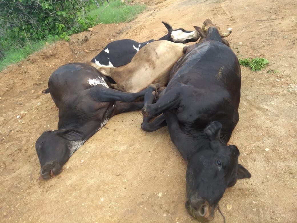Raio atinge cerca e acaba matando quatro bois em fazenda no Sertão do Estado