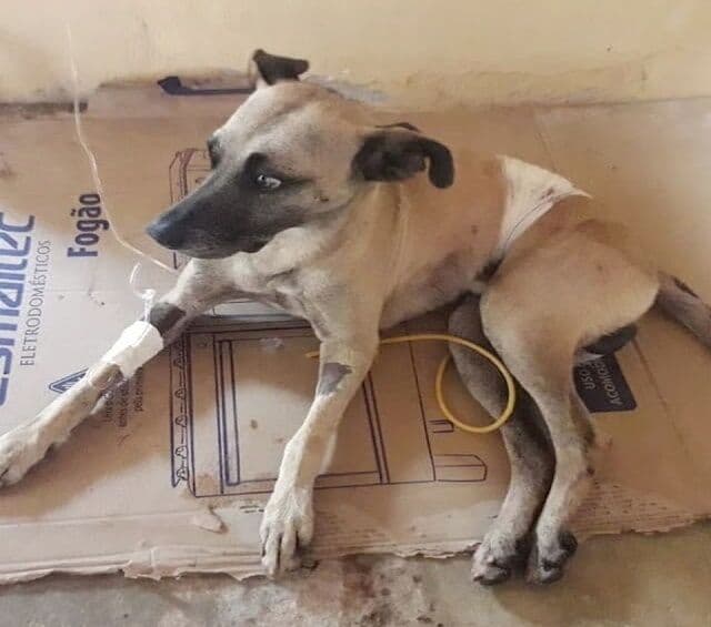 Mulher é detida após tentar matar cachorro a facadas em Bananeiras