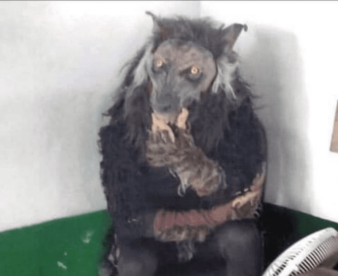 'Lobisomem' avistado no Rio Grande do Norte é paulista, cabo eleitoral e atração turística