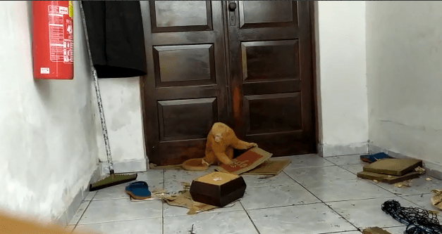 Macaco que fugiu da Bica é capturado após invadir casa em João Pessoa