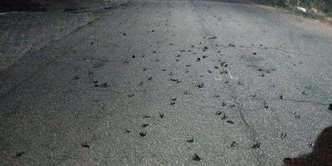 Grampos são encontrados em rodovia e possível ataque a banco é frustrado pela polícia