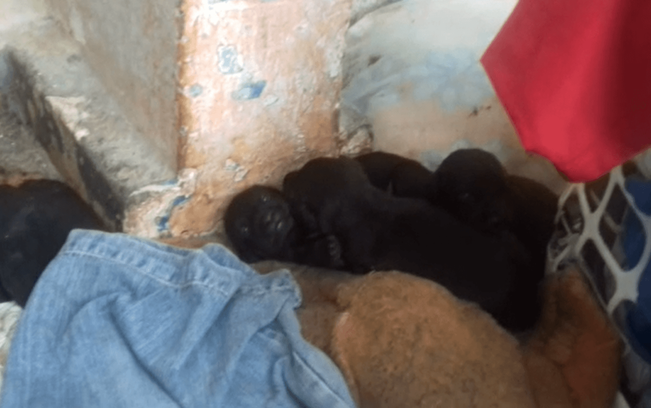 Vinte animais são encontrados mortos no Mercado Central de João Pessoa