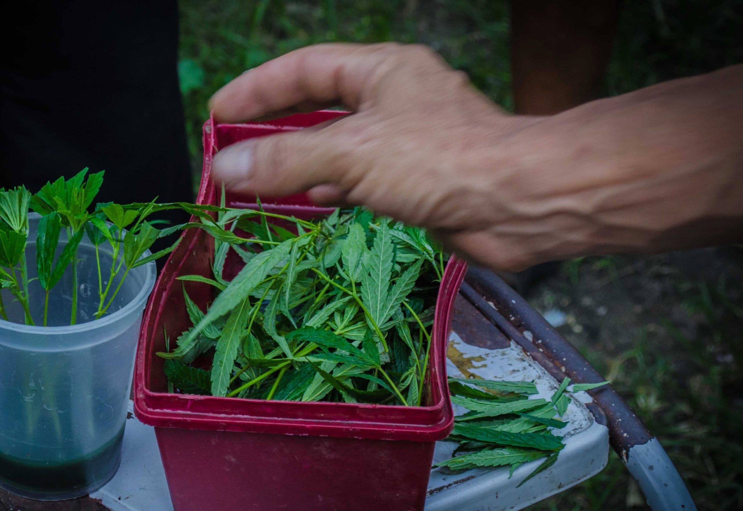 Congresso do Paraguai legaliza plantio de maconha