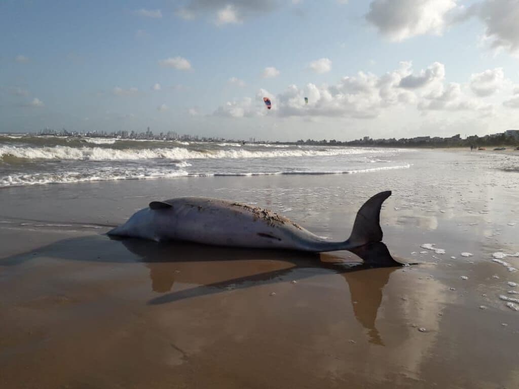 Golfinho é encontrado morto em praia de Cabedelo